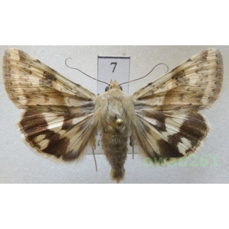 Heliothis maritima Graslin, 1855 Slovakia7